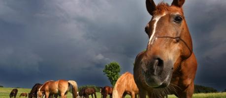Ein übergroßes Herz für Tiere (Foto)