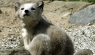 Das Geheimnis des Polarfuchses: viel Schmusefell und Kindchenschema par excellence. Foto: dpa