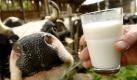 Weil Aldi Süd die Preise für haltbare und frische Milch um 3 Cent je Liter gesenkt hat, werden jetzt wohl auch andere Supermärkte nachziehen. Damit gibt das Unternehmen Preissenkungen weiter, die der Handel bei den Verhandlungen mit Molkereien über neue Halbjahresverträge durchgesetzt hatte. Andere Lebensmittel wie Nudeln, Mehl und Kaffee sind hingegen teurer geworden. Foto: dpa