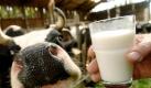 Erfahrungsgemäß ist Aldi der Taktgeber bei den Preisen, so dass Milch nun voraussichtlich auch in den Regalen anderer Lebensmittelhändler billiger wird. Archivfoto: Bernd Schoelzchen  Foto: dpa