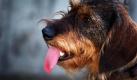 Ein toter Dackel ist in München zur Anmeldung seines Fernsehers aufgefordert worden. Entsprechende Post flatterte seiner Besitzerin von der Gebühreneinzugszentrale (GEZ) in den Briefkasten. Ob der Hund der Aufforderung nachkam, ist nicht bekannt. Foto: dpa