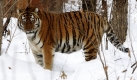 In Russland soll die Population des bedrohten Amut-Tigers durch Rehabilitationsmaßnahmen wieder erhöht werden. Dazu arbeitet die russische Regierung mit verschiedenen Umweltorganisationen zusammen. Foto: ap