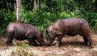 Zwei Sumatranashörner im Way Kambas Nationalpark in Lampung erwarten Nachwuchs. Die Nashörner Ratu und Andalas werden damit zum ersten Elternpaar im Rahmen des sumatrischen Zuchtprogramms für die bedrohten Tiere. Foto: dpa