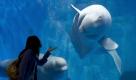 Eine Besucherin wirft einem Beluga-Wal einen Handkuss zu. Das Tier schwimmt im Laohutan Ocean Park in Dalian/China.  Foto: dapd
