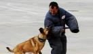 Ein Polzeihund greift seinen Ausbilder während einer Präsentation der neuen Poizeihunde in Athen an. Nach Angaben der Polizei wurden sechs neue Polizeihunde aus Belgien und Deutschland geliefert, weitere 24 sollen folgen.  Foto: ap
