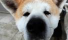 Shimori, ein Akita Ino, schnuppert in Nürnberg am Rande einer Pressekonferenz zur Rassehunde-Ausstellung Cacib 2010. Vom 16. bis 17. Januar präsentiert die internationale Ausstellung über 3600 Rassehunde. Foto: dpa
