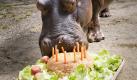 Geburtstag (Foto)