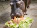 Geburtstag (Foto)