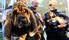 Der Personenspürhund Welpe Fanta der Rasse Bloodhound (links) wird mit seinen zwei Kollegen Hummel und Hudson von Polizeibeamten in Hannover im Arm gehalten. Niedersachsens Innenminister Uwe Schünemann (CDU) präsentierte damit die ersten Mantrailer-Hunde für das Land. Sie werden in den nächsten drei Jahren zu Personenspürhunden ausgebildet. Foto: dpa
