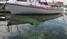 Blaualgen im Hafen von Stralsund: Wer Urlaub an der Ostsee macht, sollte sich bei der jeweiligen Gemeinde nach der Qualität des Meerwassers erkundigen. (Bild: dpa) Foto: dpa