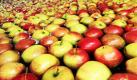 Wer bietet mehr für saftige Äpfel: Bei der VOG (Vereinigte Großmärkte für Obst und Gemüse Rheinhessen) in Ingelheim gibt es einen der letzten Versteigerungsmärkte für Obst und Gemüse in Deutschland. Foto: ddp