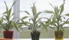 Der Drachenbaum  - zum Beispiel Dracaena fragrans - ist mit seinen hell- und dunkelgrün gestreiften Blättern optisch reizvoll. Im Kampf gegen die Schadstoffe Benzol, Aldehyde, Ester und Tetrachlorethan macht er sich besonders gut. Foto: gpp/ Blumenbüro Holland