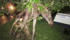 A seemingly intoxicated moose is discovered entangled in an apple tree by a stunned Swede in Goteborg, Sweden late Tuesday Sept. 6 2011. Per Johansson, 45, says he heard a roar from his vacationing neighbor's garden in southwestern Sweden late Tuesday and went to have a look. There, he found a female moose kicking about in the tree. The animal was likely drunk from eating fermented apples. (Foto:Per Johansson/AP/dapd) SWEDEN OUT

Eine scheinbar berauscht Elche entdeckt verstrickt durch einen fassungslos Schwede in Göteborg, Schweden späten Dienstag 6. September 2011 in einem Apfelbaum. Per Johansson, 45, sagt, er habe ein Gebrüll aus seinem Urlaub Nachbars Garten im Südwesten von Schweden späten Dienstag und ging, um einen Blick zu haben. Dort fand er eine weibliche Elche treten etwa in den Baum. Das Tier war vermutlich betrunken durch den Verzehr von fermentierten Äpfel. (Foto: Per Johansson / AP / dapd) SCHWEDEN OUT Foto: dapd