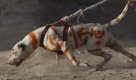 Noch eine Szene aus dem Leben in Kabul, jenseits des Krieges:Ein weißer Hund hört nicht auf sein Herrchen. Kein Wunder:Das Tier, bemalt mit orangener Farbe, ist für den Hundekampf trainiert worden. Foto: ap