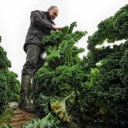 Vitamine für kalte Tage: Wintergemüse anbauen (Foto)