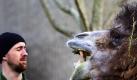 Mundgeruch? Tierpfleger Tom Lowry in stiller Zwiesprache mit einem Kamel im Londoner Zoo. Foto: Kerim Okten Foto: dpa