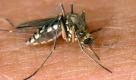 Ein verbreitetes Mittel zur Insektenabwehr schädigt menschliche Nervenzellen. Foto: dpa