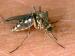 Ein verbreitetes Mittel zur Insektenabwehr schädigt menschliche Nervenzellen. (Foto)