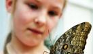 Eine junge Besucherin betrachtet einen einen Schmetterling der Gattung Blauer Morphofalter, den sie behutsam auf ihrem Finger rasten lässt. Der Schmetterlings-Dschungel im Zoo in Krefeld, bei dem Neugierige den Schönen Tieren ganz nah kommen dürfen, ist seit dem 31. Juli für Besucher geöffnet.  Foto: ap