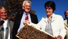 Die Staatssekretärin im Ministerium für Verkehr und Infrastruktur, Gisela Splett, präsentiert zusammen mit Ministerpräsident Winfried Kretschmann und baden-württembergischen Imkern ein Bienenvolk. Insgesamt vier Bienenvölker wurden im Park des Staatsministeriums in Stuttgart aufgestellt. Sie sollen dort Nektar für den «Regierungshonig» sammeln, der als Geschenk der Landesregierung dienen soll. Foto: dapd