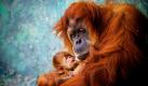 Rochale, eine 41-jährige Orang-Utan-Dame, hält ihr neugeborenes Baby im Ramat Gan Safari Park im israelischen Tel Aviv fürsorglich in den Armen. Foto: ap