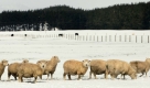 Eigentlich stehen Neuseeland gerade die Sommermonate bevor. Doch der Inselstaat im Südpazifik versinkt im Schnee. Zahlreiche Straßen wurden gesperrt, für den Ort Taupo gilt der Notstand. Foto: ap