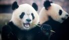 Klingt komisch, ist aber so: Die Pandas in der Panda-Aufzuchtstation in Chengdu in der chinesischen Provinz Sichuan, werden nicht nur gehalten, weil sie so putzig sind. Panda-Dung soll dafür genutzt werden, den teuersten Tee der Welt zu erzeugen. Foto: dpa