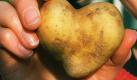 Kartoffeln waren im 16. und 17. Jahrhundert als Liebesäpfel bekannt. Wissenschaftlich lässt sich die ihnen zugeschrieben Kraft heute nicht beweisen. Vermutlich genügte es, einen exotischen Ruf zu haben. Immerhin belasten sie aber Appetit und Verdauung weniger als die folgenden Rezepturen: In Indien gelten Elefantenmist, Eidechsenaugen und Karpfengalle als besonders potenzsteigernd, und die alten Römer glaubten an die Wunderkraft von Ziegen- und Wolfshoden. Foto: dpa