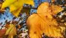 Goldene Blätter an den Bäumen. Nach eiskalten Nächten wird es in den nächsten Tagen wärmer. Foto: ap