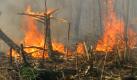 Auch diese Ursachen sind menschengemacht:Waldbrände, Luftverschmutzung und saurer Regen vernichten Wälder. In Europa ist vor allem Portugal betroffen. Ein Hektar Wald ist nach WWF-Schätzungen übrigens pro Jahr 750 Euro wert. Foto: dpa