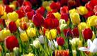 Mittlerweile ist die bunte Pracht fast überall zu sehen. Schneeglöckchen, Zaubernuss, Krokusse und natürlich Tulpen verjagen den kalten Winter und wecken Frühlingsgefühle ... Foto: dpa/Daniel Karmann