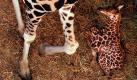 Aus der Perspektive der Mutter: Das neugeborene Giraffenbaby sitzt im Zoo in Budapest und ruht sich aus. Das Geschlecht des 170 Zentimeter großen Kalbs ist noch unbekannt. Foto: ap