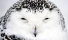 Eine Schnee-Eule beobachtet Besucher im Zoo von Gelsenkirchen. In Deutschland wird am Wochenende ein Schneesturm mit Temperaturen um die minus 15 Grad erwartet. Foto: ap