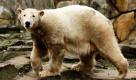 Knut soll kastriert werden. Das fordert die Tierschutzorganisation Peta. Knut lebt zurzeit mit der Eisbärin Olga zusammen. Da beide, nach Angaben der Tierschutzorganisation, einen gemeinsamen Großvater haben, fordert Peta die Kastrierung Knuts. Foto: ap