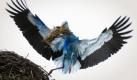 Mysteriöse Umstände in Brandenburg:Ein Storch mit hellblauen Federn fliegt in Biegen sein Nest an. Wie der Storch zu seinem blauen Federkleid kam, konnte noch nicht geklärt werden.  Foto: ddp