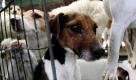 Rund vierzig Terrier sind nach dem Brand in einem Wohnhaus in Polch in der Nähe von Koblenz in einem Viehtransportanhänger eingesperrt. Die Hausbewohnerin hatte in ihrer Wohnung mehr als vierzig Hunde gehalten. Einge Hunde überlebten den Brand nicht. Foto: dpa
