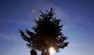 Die Preise für Weihnachtsbäume sollen in diesem Jahr weitgehend stabil bleiben. Foto: Jens Büttner Foto: dpa