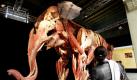 Köln. Eine Besucherin betrachtet im Kölner Zoo einen plastinierten Eöefanten in der Ausstellung Körperwelten der Tiere - Die Anatomie des Plastinators Gunther von Hagens. In den nächsten fünf Monaten haben Besucher die Möglichkeit, den präparierten Tieren unter die Haut zu schauen. Foto: dapd