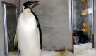 Mit einem kleinen Schubs ist der in Neuseeland gestrandete Kaiserpinguin Happy Feet in antarktischen Gewässern in die Freiheit entlassen worden. Das Tier wurde am Morgen vom Forschungsschiff «Tangaroa» südlich von Neuseeland in knapp 300 Meter tiefem Wasser freigelassen. Foto: dapd