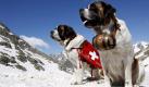 Two Saint Bernard dogs sit in the snow on the Great St. Bernard Pass after returning from their winter quarter in Martigny, Switzerland, 04 June 2009. The Swiss St. Bernard Club are celebrating their 125th anniversary. The dogs will spend the summer on the pass and return to Martigny by the end of the year. EPA/JEAN-CHRISTOPHE BOTT +++(c) dpa - Bildfunk+++ Foto: dpa