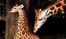 Das kürzlich geborene Rothschildgiraffenmädchen Sara steht im Zoo Hannover neben seiner Mutter Juji. Sara ist bereits das 43. Rothschildgiraffen-Jungtier, das im Zoo Hannover geboren wurde.  Foto: ddp