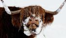 Ein Highland-Rind in den North-Yorkshire-Mooren in Nordengland ist bei der strengen Kälte auf der Suche nach Futter. Foto: ap