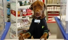 An einem Tankstellen-Shop im amerikanischen Clearwater begrüßt Labrador Cody die Kundschaft - in Uniform. Foto: ap