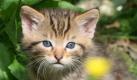 Hundeherrchen müssen bereits seit vielen Jahren blechen, jetzt soll es auch den Katzenbesitzern an den Kragen gehen. Einige Gemeinden in Nordrhein-Westfalen diskutieren derzeit eine Abgabe. Bisher ist die Idee jedoch auf wenig Gegenliebe gestoßen. Foto: dpa
