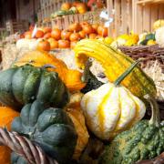 Bunt, rund und gesund (Foto)