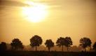 Kühe laufen bei Rastede über eine Weide durch den Frühnebel. Nach dem morgendlichen Nebel zeigt sich im ganzen Norden die Sonne bei Temperaturen von bis 21 Grad. Im Süden überwiegt dichte Bewölkung mit zeitweiligem Regen, die Temperatur erreicht Höchstwerte zwischen 14 und 20 Grad, wie der Deutsche Wetterdienst mitteilte. Foto: ddp
