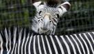 Warten aufs Publikum: Ein Grevy-Zebra tummelt sich im Zoo von Frankfurt am Main mit einem Artgenossen im Gehege. Foto: Frank Rumpenhorst Foto: dpa