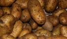 Sind die Kartoffeln reif, kann der Gärtner sie schonend ausgraben und einlagern. (Bild: dpa-infocom) Foto: dpa