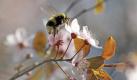 Wer im kommenden Jahr blühende Obstbäume im Garten haben will, muss die Gehölze jetzt pflanzen. (Bild: Christian Hager/dpa) Foto: dpa