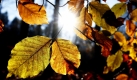 An den Bäumen sieht das bunte Herbstlaub prächtig aus, sobald es aber zu Boden fällt, ärgert sich mancher Gartenbesitzer. Dabei bringt Herbstlaub viel Nutzen. Grundsätzlich tut Laub dem Garten gut: Der Nährstoffkreislauf wird erhalten und die Pflanzen können frisch gestärkt neu austreiben. Und das alles, ohne dass ein Cent dafür ausgegeben werden muss, sagt Tjards Wendebourg, Koordinator des Netzwerkes gartenberatung.info in Stuttgart.
 Foto: ddp